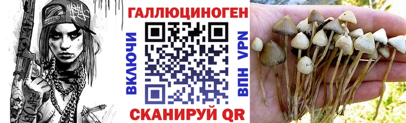 Псилоцибиновые грибы Cubensis  Тогучин 